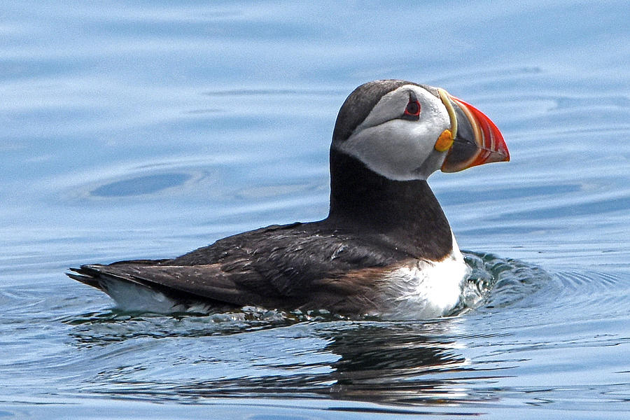 Puffin swimming #1 Photograph by Linda Cunningham