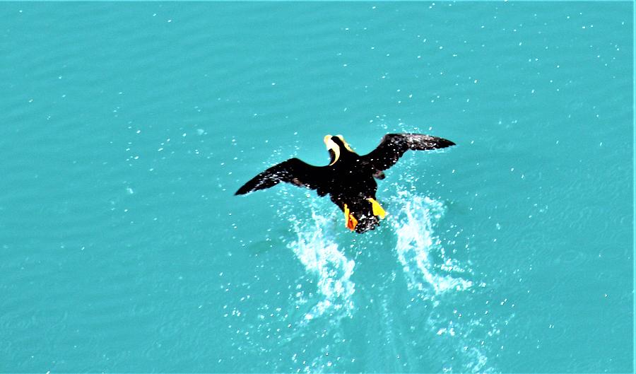 Puffin Takeoff Photograph by FD Graham
