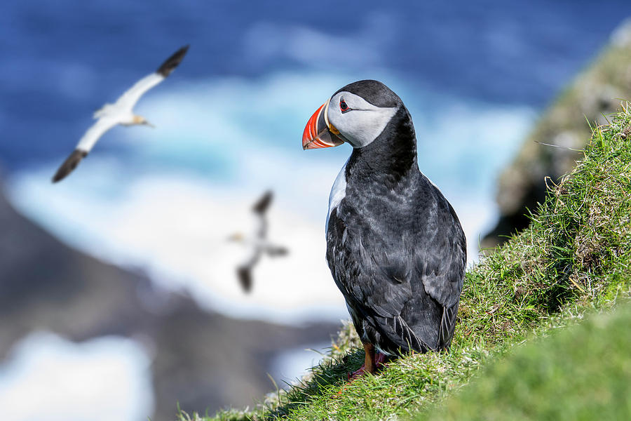 Puffin watching Gannets Photograph by Arterra Picture Library
