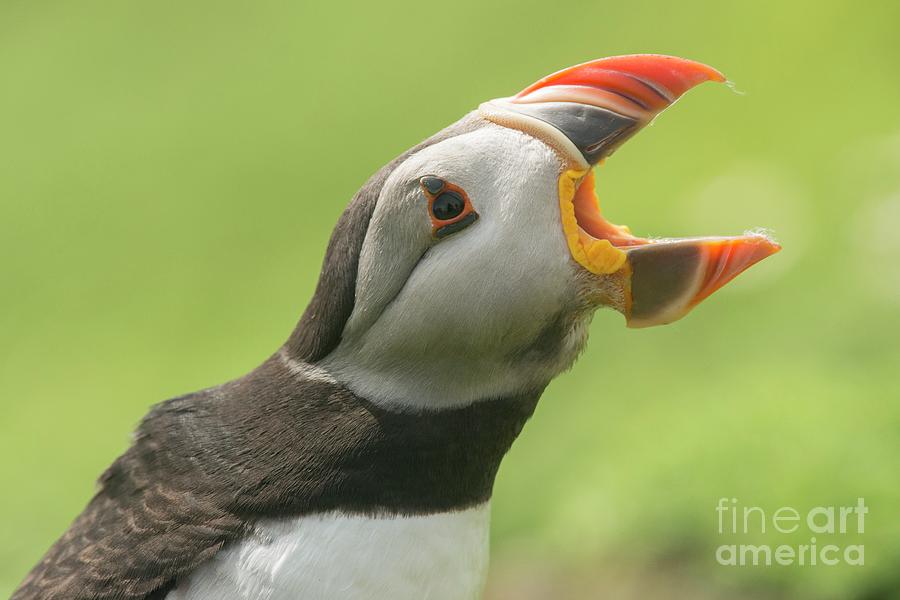 Puffin With Beak Open On Skomer Island Photograph by Andy Davies/science Photo Library