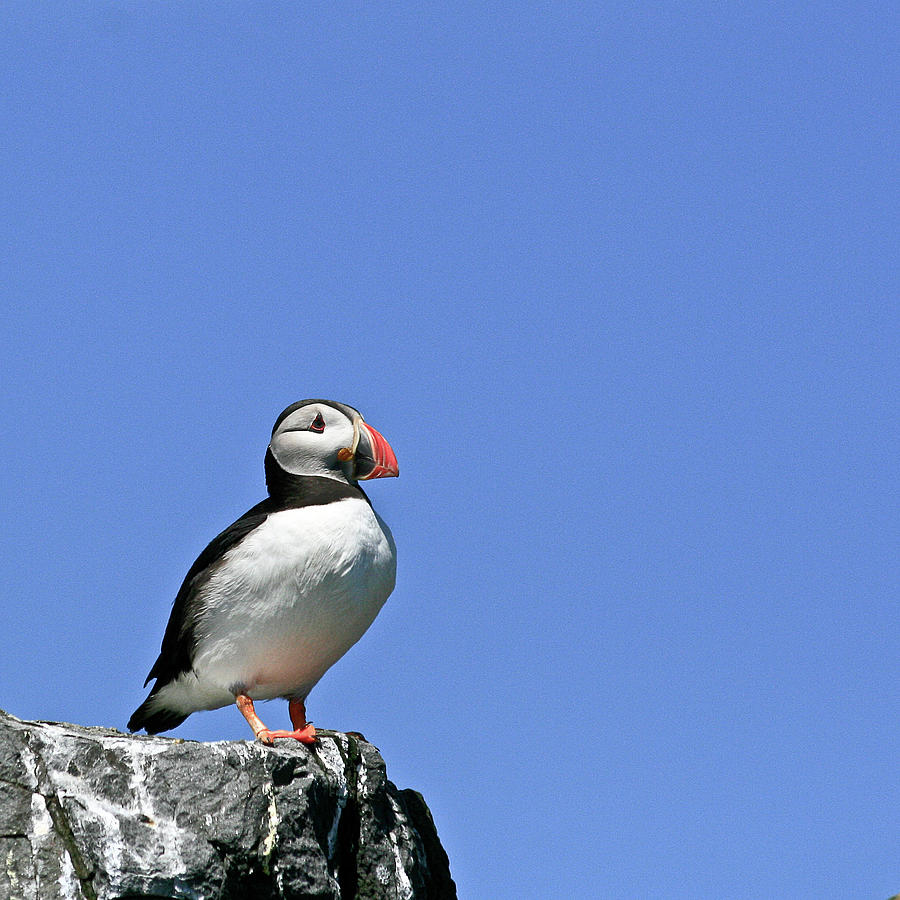 Puffin With Blue Sky Photograph by Margaret Ford