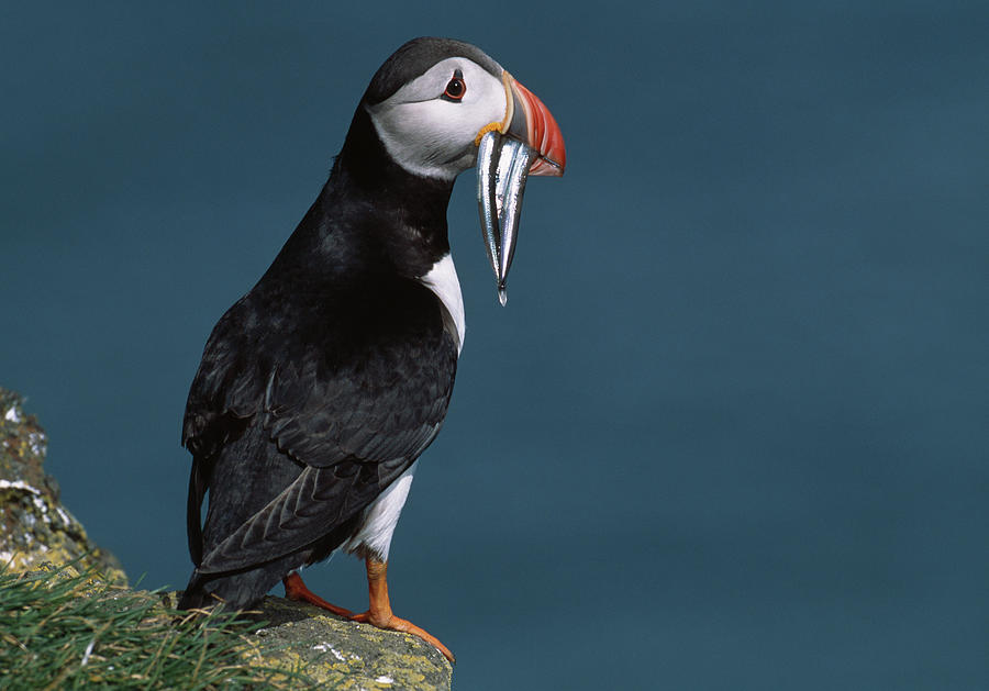 Puffin With Fish Fratercula Arctica Photograph by Nhpa
