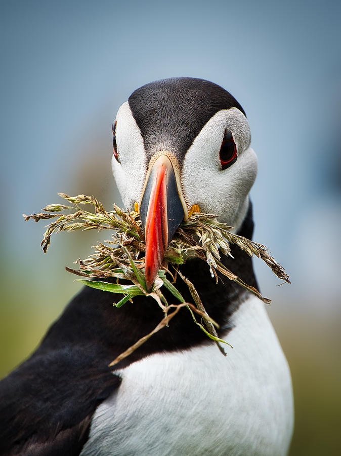 Puffin With Grass - Scotland Photograph by Stuart Litoff