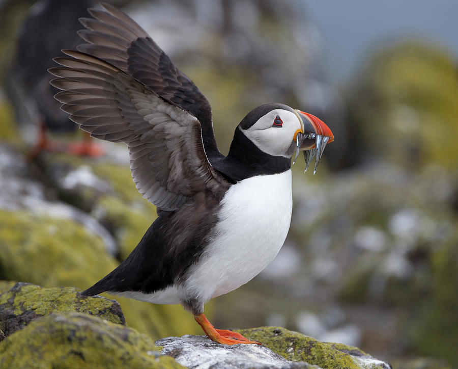 Puffin With Wings Outstretched And Photograph by Richard Mcmanus
