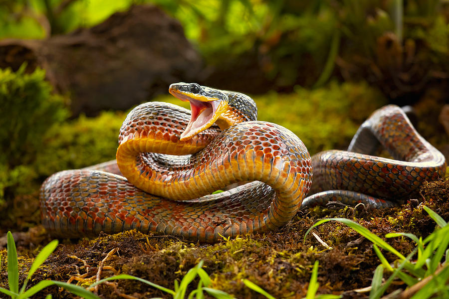 Puffing Snake Photograph by Milan Zygmunt