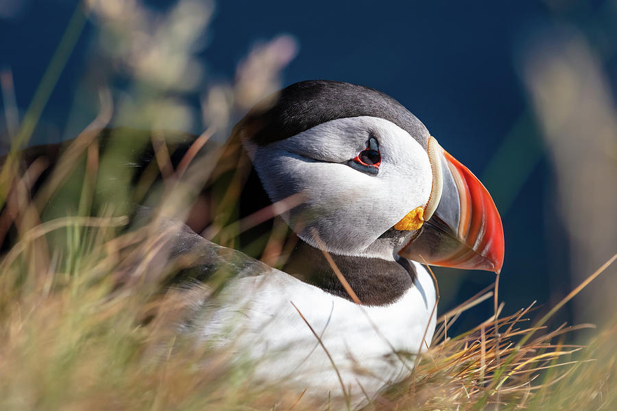 Puffins at the Latrabjarg bird watching cliffs Photograph by Pierre Leclerc Photography