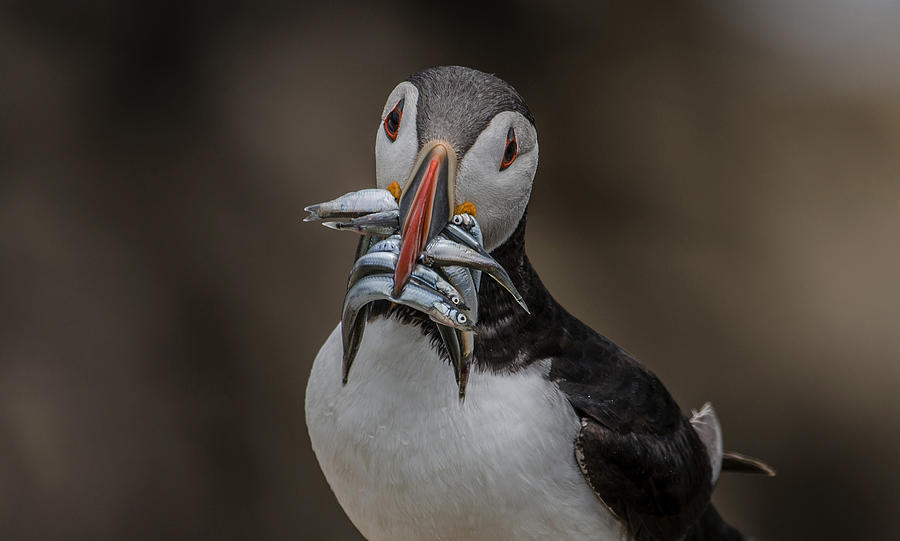 Puffins Dinner Photograph by Kenny Goodison
