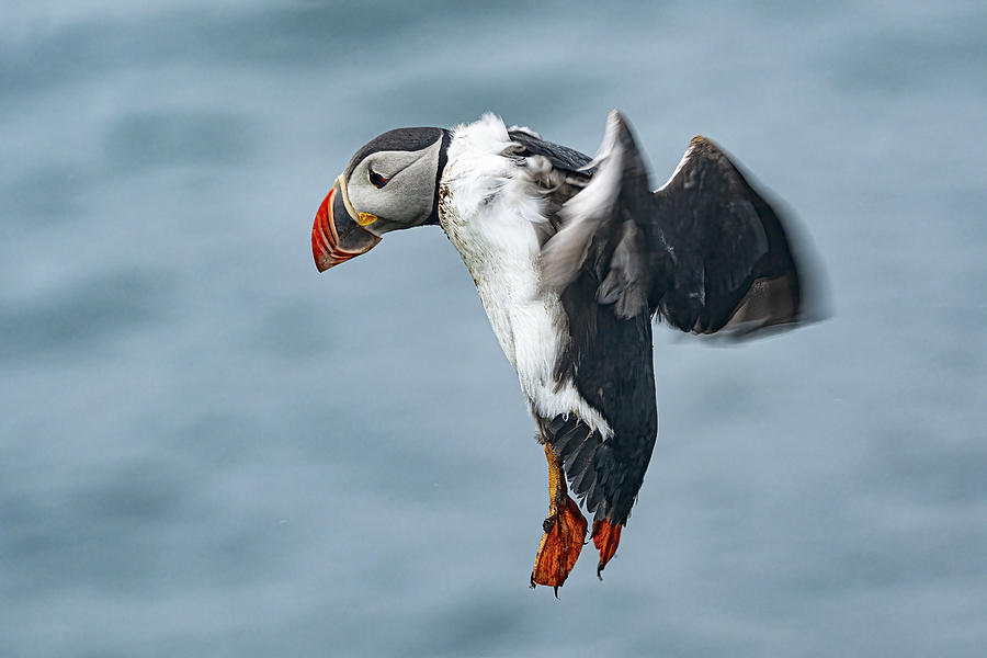 Wildlife Photograph - Puffins by Eyal Amer