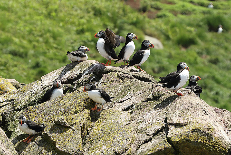 Bird Photograph - Puffins Galore  by Dorothy Puddester