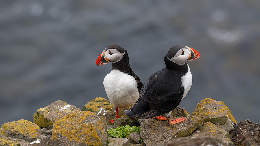 Puffins Photograph by Haim Rosenfeld - Fine Art America