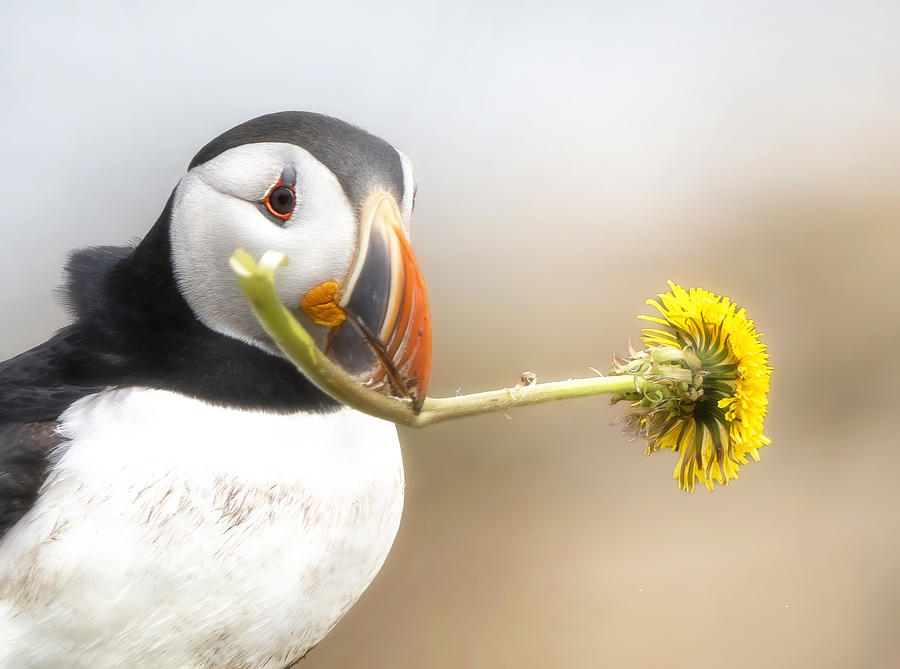 Puffins - Happy Valentine Photograph by Emma Zhao
