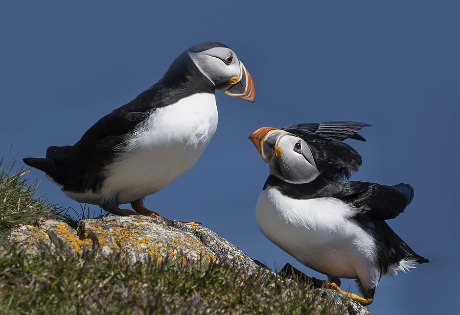 Puffins - I Am Back Photograph by Emma Zhao