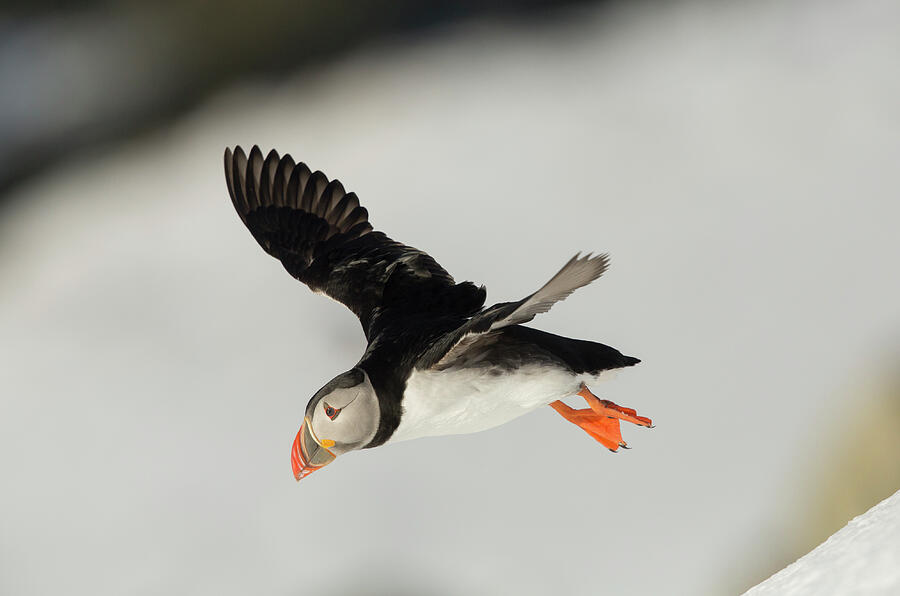 Puffins In Flight Over Snow, In Winter Plumage, Norway Photograph by ...