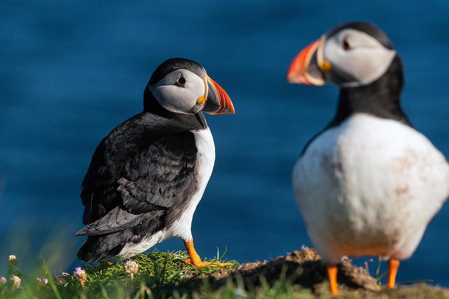 Puffin Photograph - Puffins Of Westray by Sam Bilner