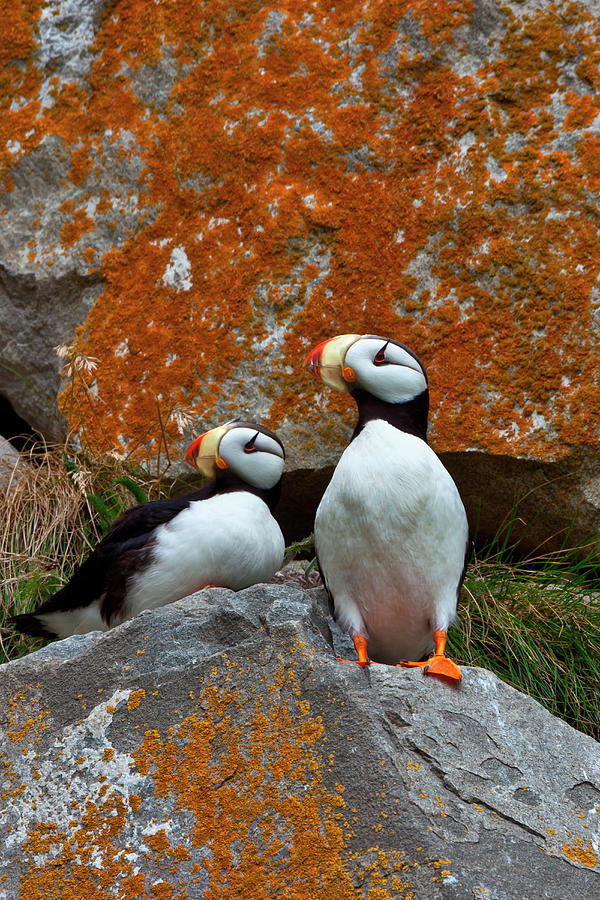 Lake Clark National Park Photograph - Puffins On A Lichen-covered Cliff by Mint Images/ Art Wolfe