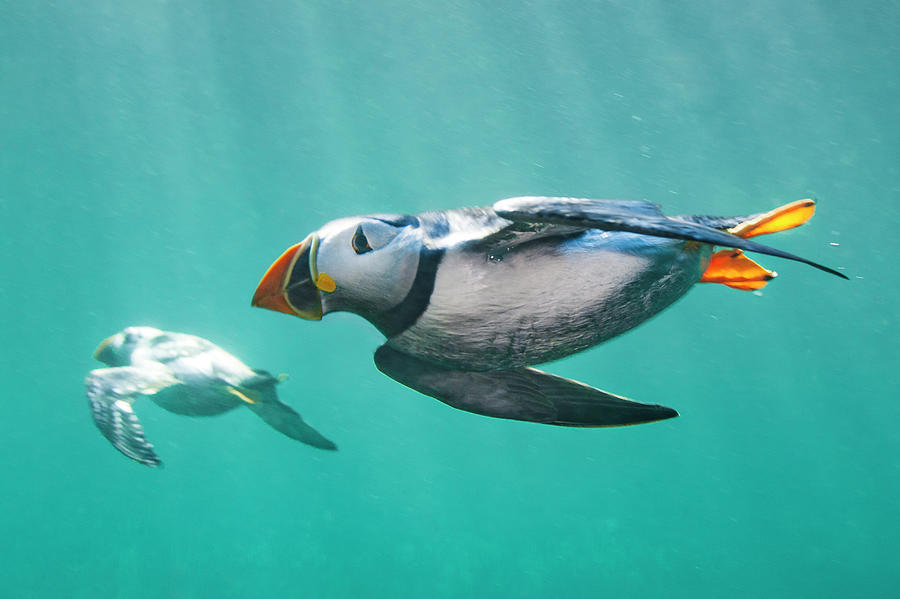 Puffins Swimming Underwater, Farne Islands, Uk Photograph by Alex ...