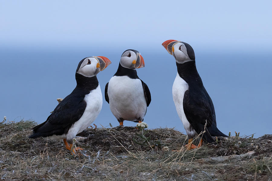Wildlife Photograph - Puffins by Tony Xu
