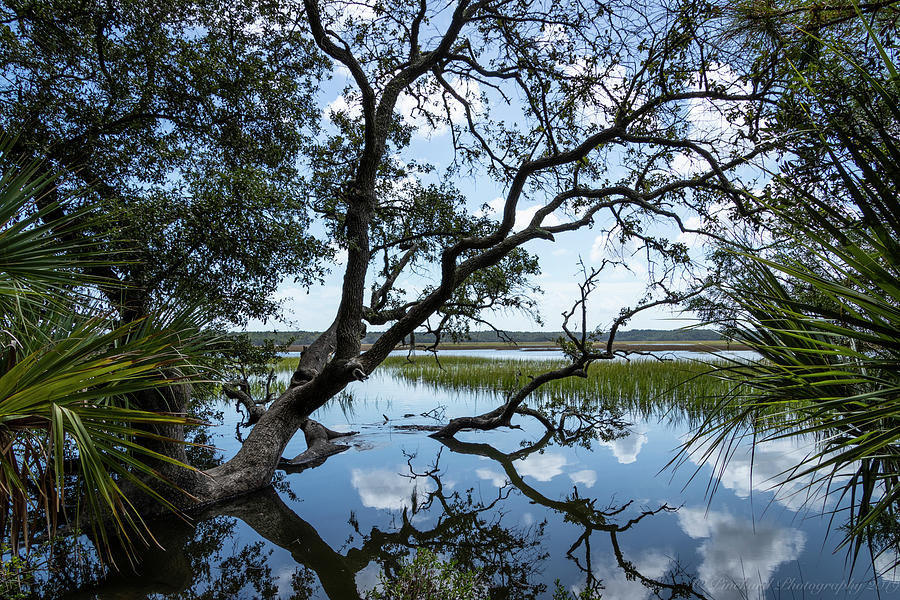 Puffy clouds reflected in the marsh water under an old live oak by Timothy Pinckard Puffy clouds reflected in the marsh water under an old live oak by Timothy Pinckard