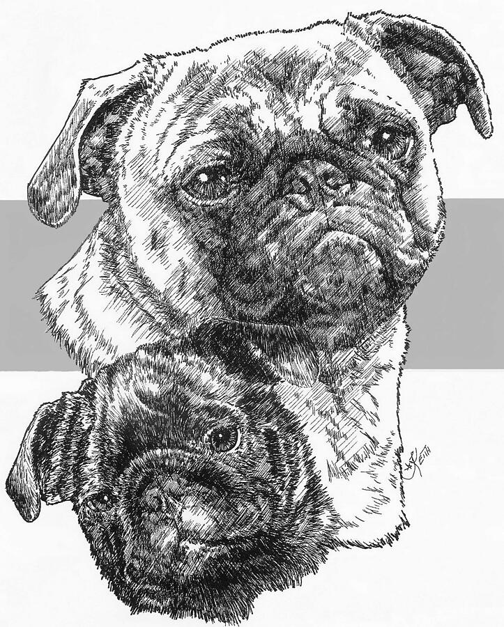 Pug and Pup Drawing by Barbara Keith
