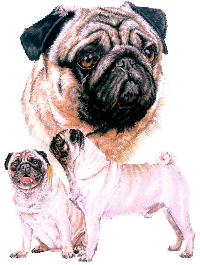 Pug Dog Painting - Pug by Barbara Keith