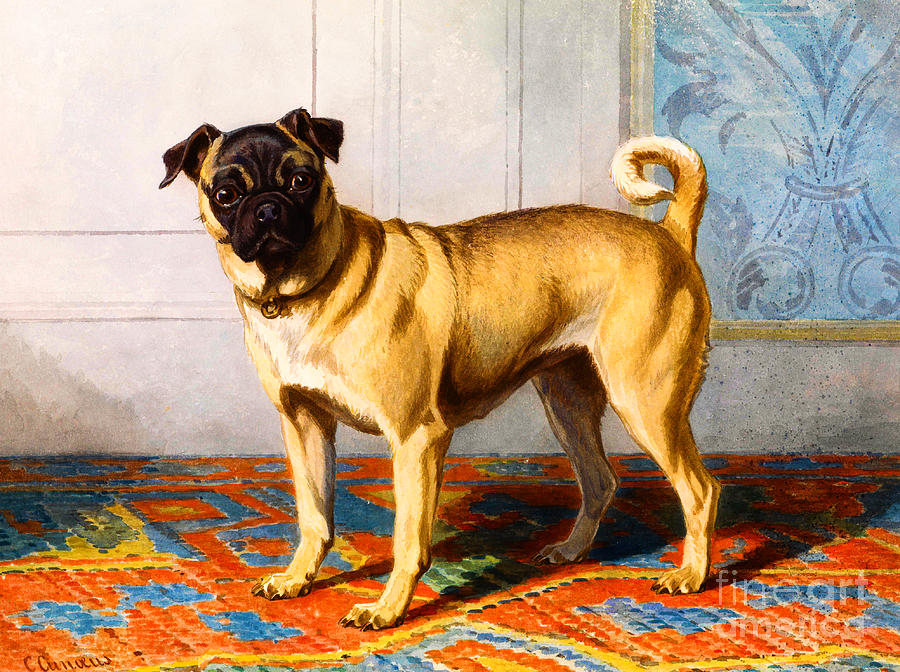 Pug Dog 1890s  Painting by Peter Ogden