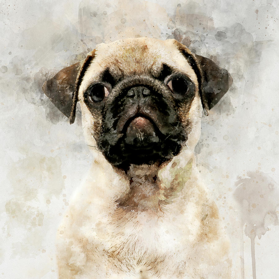 Pug Dog Watercolor Portrait 01 Painting 