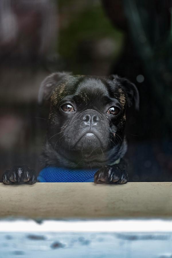 Pug Photograph - Pug in the Window by Susan Schmidt