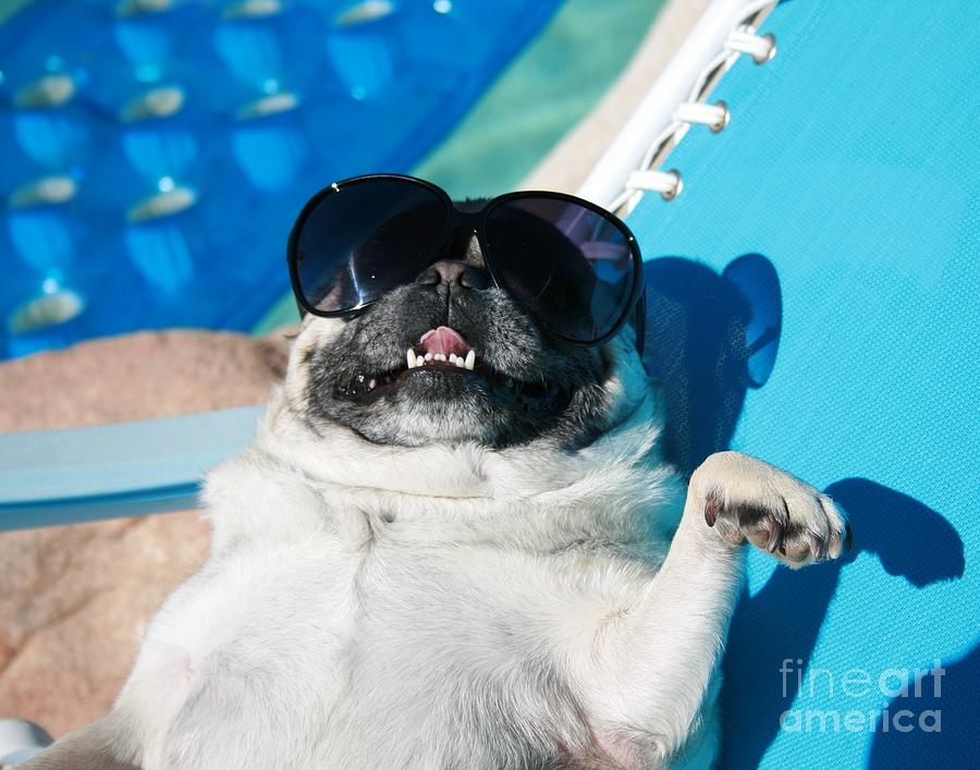 Pug Lounging Poolside With Sunglasses by Whitney Tuttle