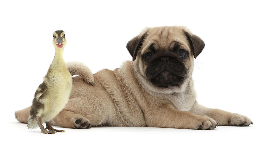 Pug Puppy And Duckling Photograph by Mark Taylor