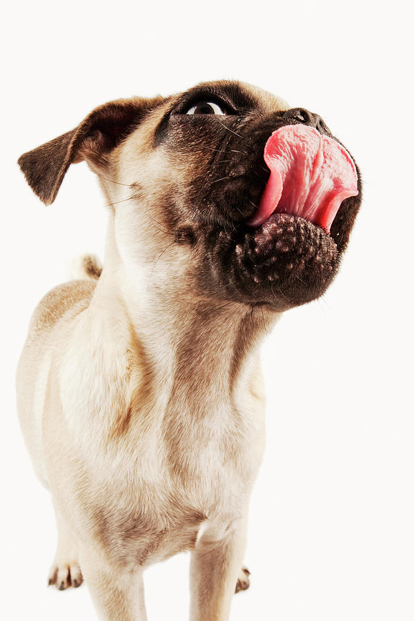 Pug Puppy Licking Nose Photograph by Martin Harvey