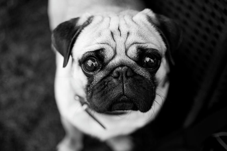 Pug With Big Eyes Photograph by Photography By Daniel Hans Peter Christensen