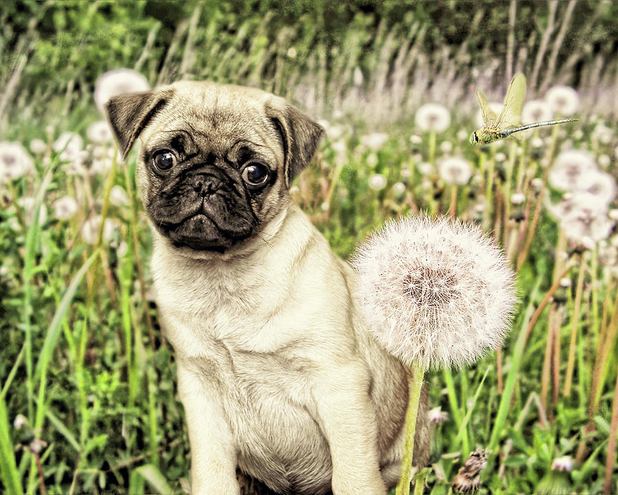 Pug Photograph - Pug With Dandelion by Liz Zernich