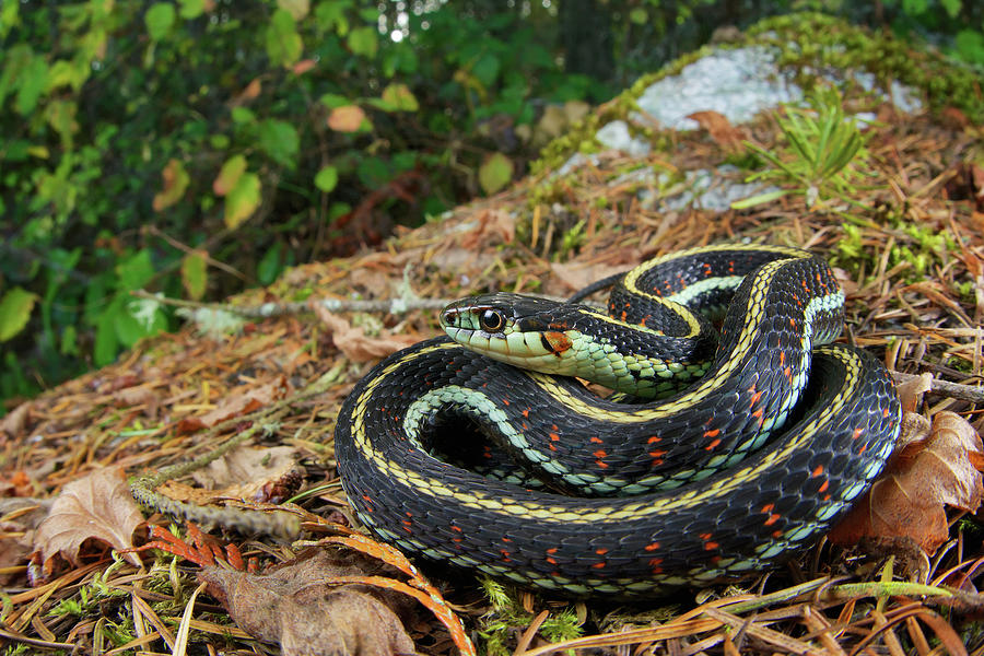 Puget Sound Garter Snake Photograph by James Christensen