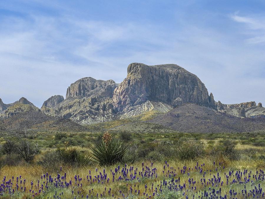 Pulliam Pk Texas Bluebonnets and Giant Dagger Yucca by NaturesPix Pulliam Pk Texas Bluebonnets and Giant Dagger Yucca by NaturesPix