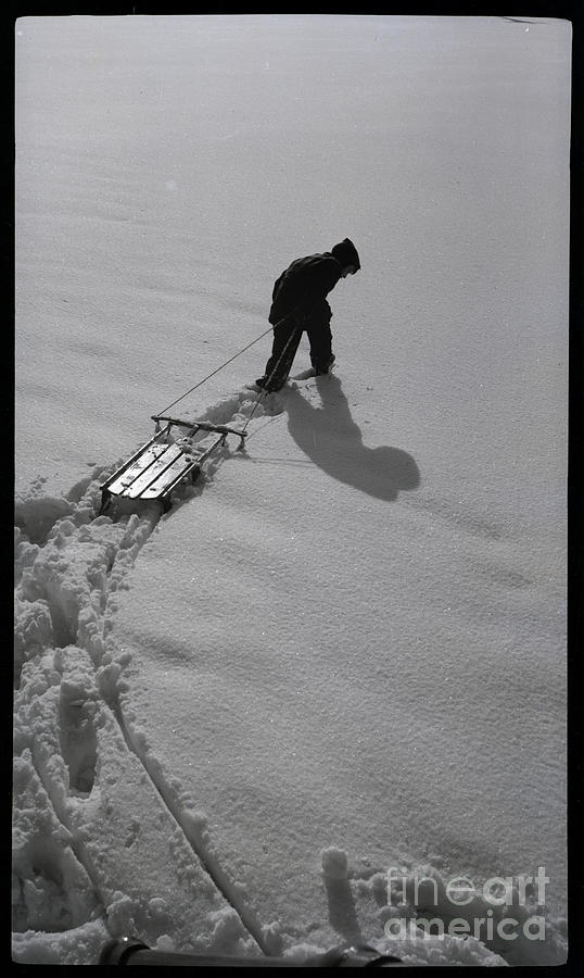 Pulling Sled Through Virgin Snow Photograph by Bettmann