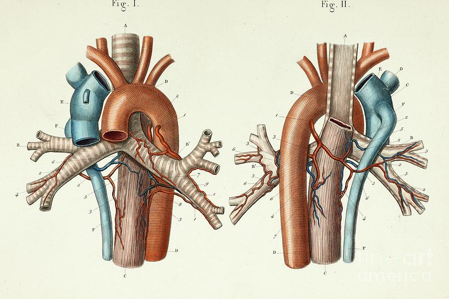 Pulmonary Vessels Anatomy