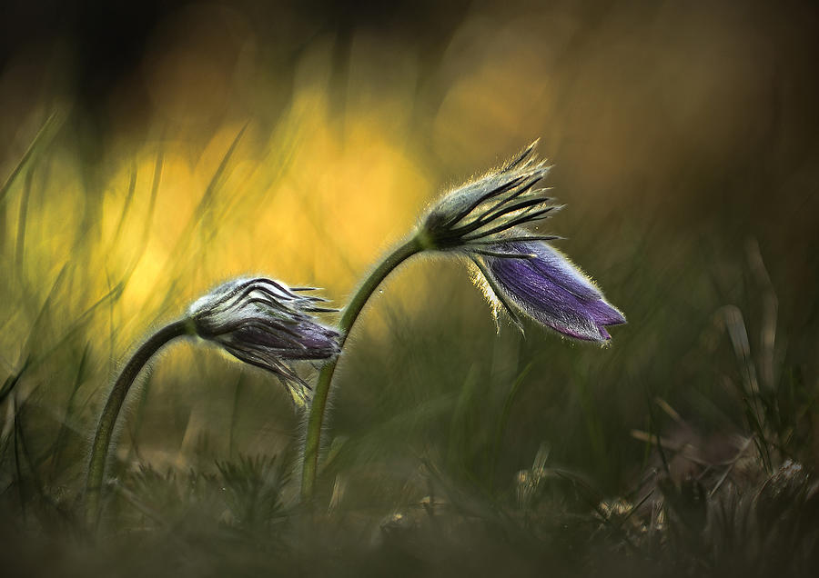 Flower Photograph - Pulsatilla by Istvan Lichner