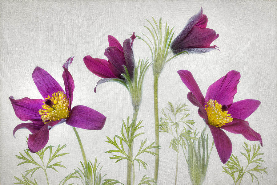 Spring Photograph - Pulsatilla by Mandy Disher