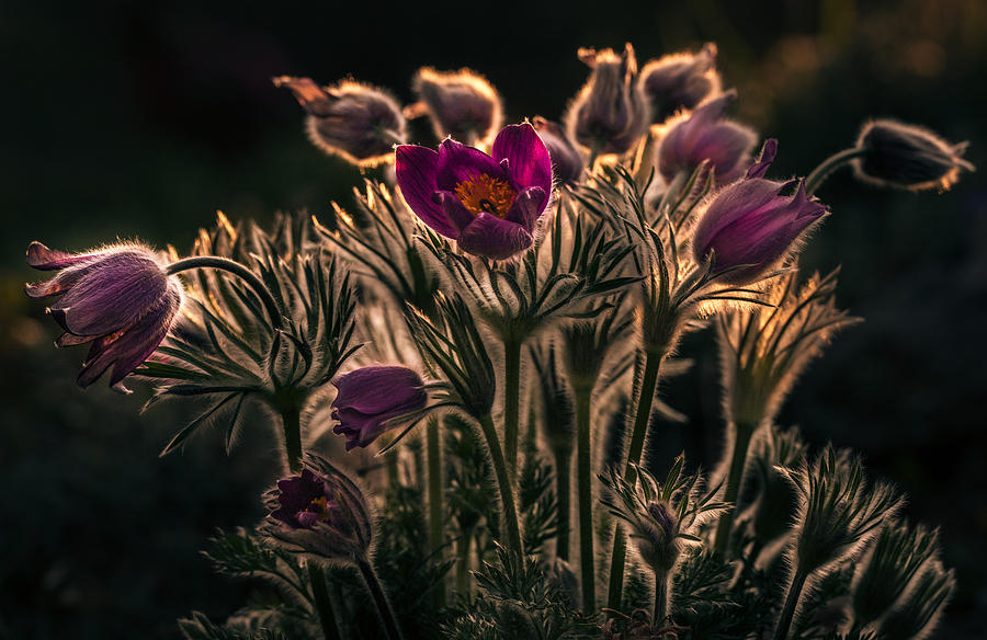 Pulsatilla - Pasque Flower Photograph by Petra Dvorak
