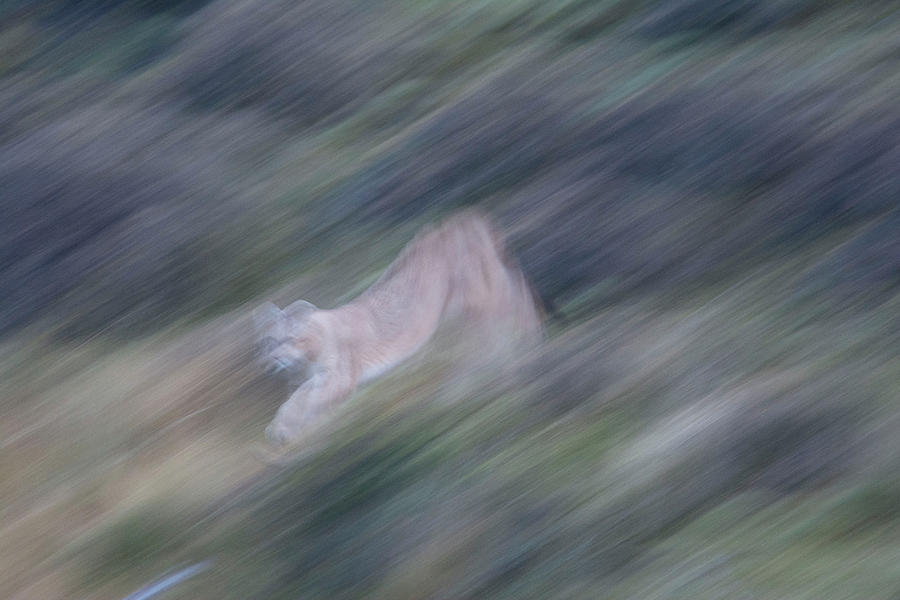 Puma Blurred Photograph by Patrick Nowotny