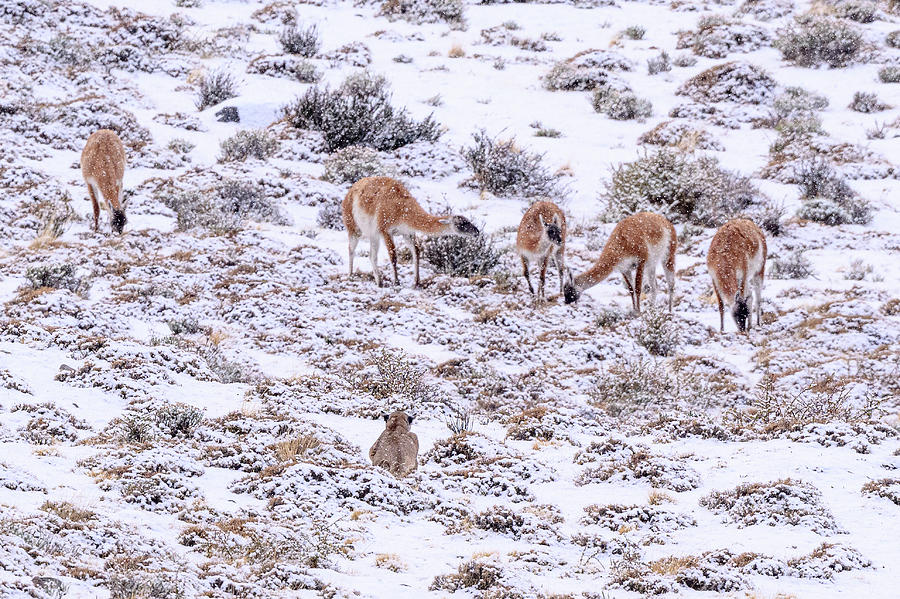 Puma Female, Stalking Guanaco Herd In Snow, Patagonia, Chile Photograph ...