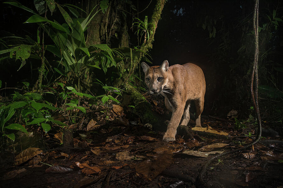 Puma In Choco Rainforest Photograph by Nick Hawkins / Naturepl.com Puma In Choco Rainforest Photograph by Nick Hawkins / Naturepl.com