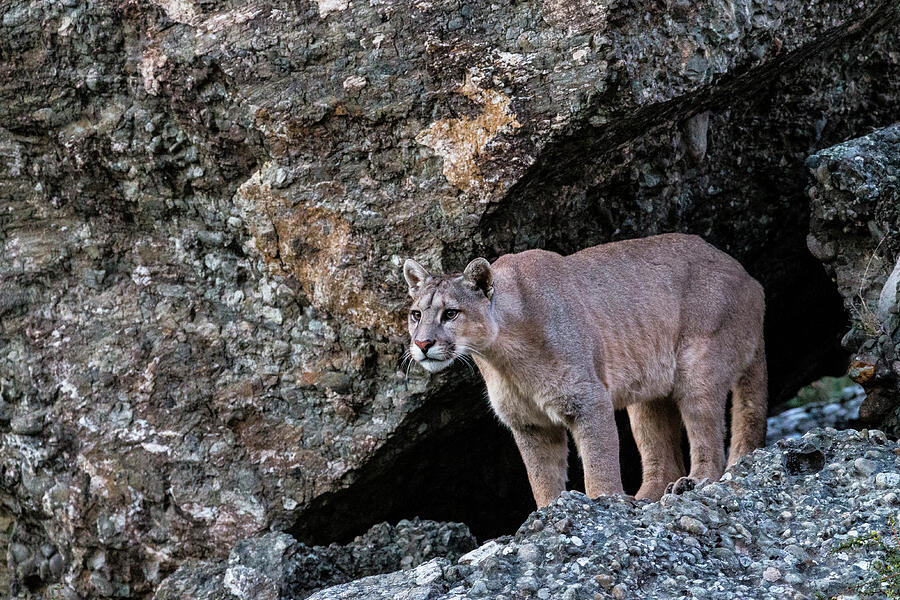 Puma In High Altitude Habitat Of Torres Del Paine National Photograph ...