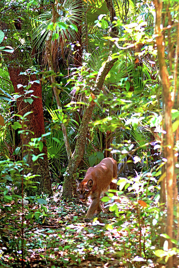 Puma In The Belize Rainforest, Belize, Central America Photograph by Michael Boyny -