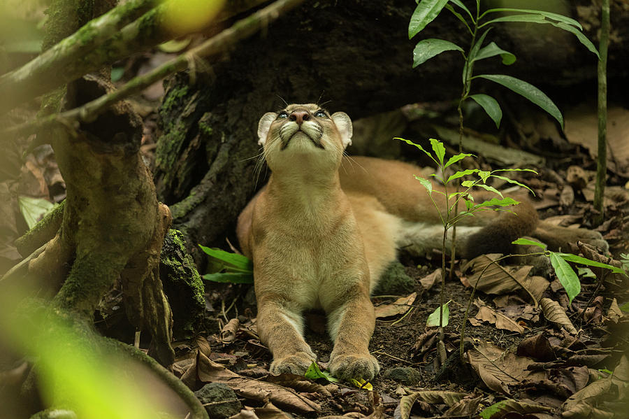 Puma Looking Upwards, Corcovado National Park, Costa Rica Photograph by