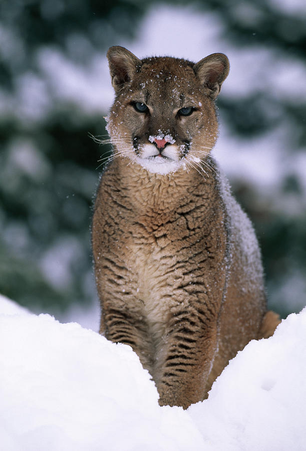 Puma Or Cougar In Snow Felis Concolor Photograph by Nhpa