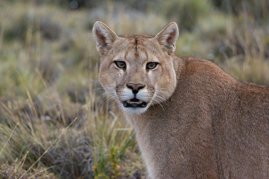 Puma Photograph by Patrick Nowotny