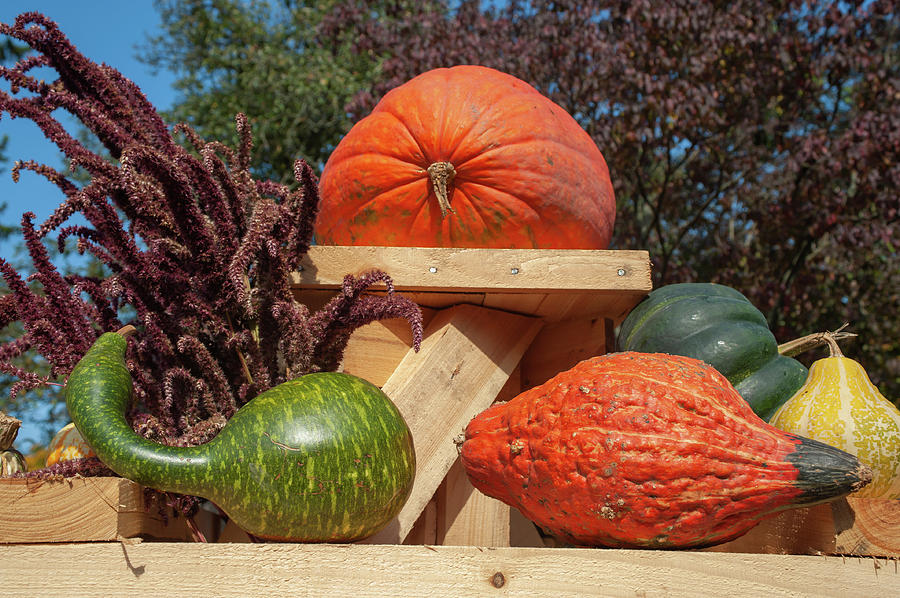 Pumpkin and Gourds on Wooden Display by Jenny Rainbow Pumpkin and Gourds on Wooden Display by Jenny Rainbow