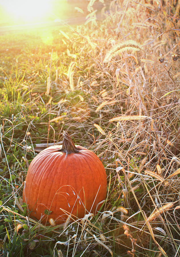 Pumpkin At Sunset Photograph by Straublund Photography