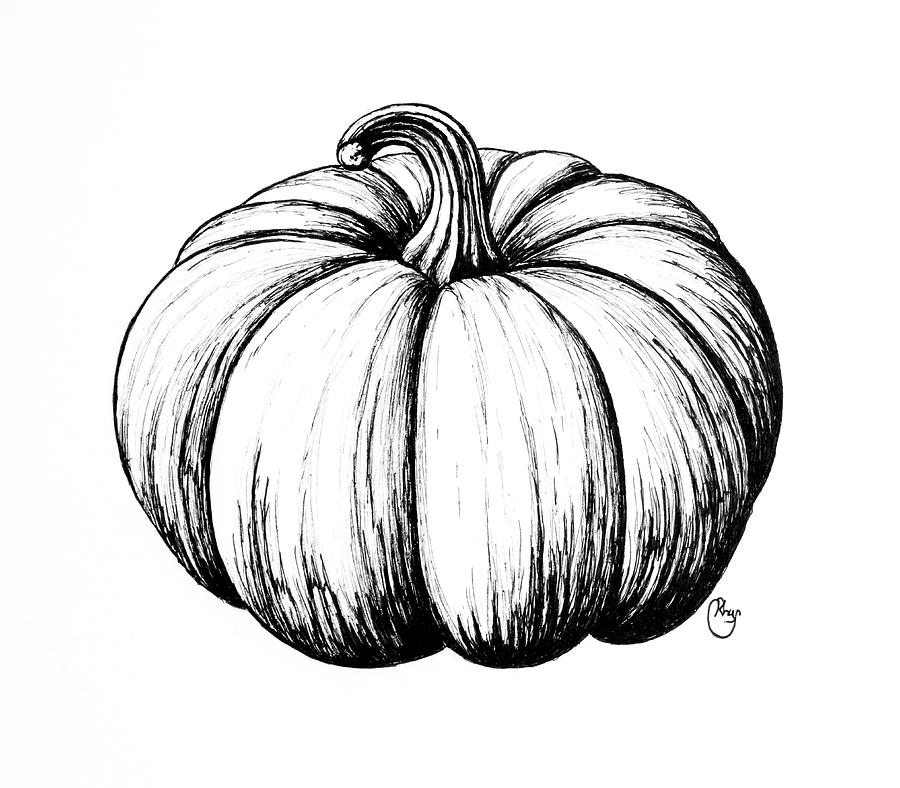 Pumpkin Drawing by Bari Rhys Fine Art America